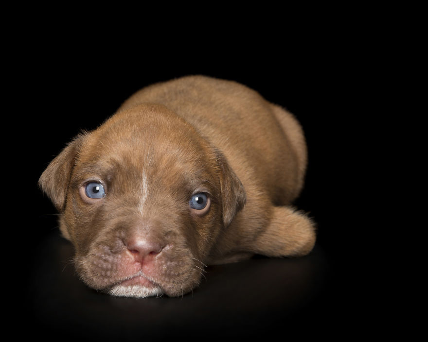 Disabled Puppy Abandoned In Dumpster Finally Gets His Wheels