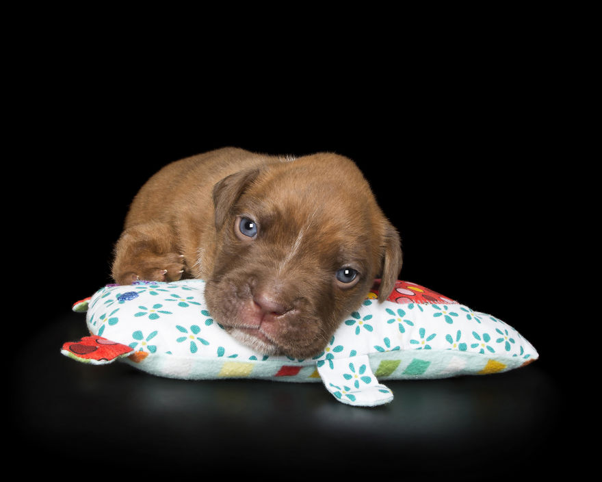 Disabled Puppy Abandoned In Dumpster Finally Gets His Wheels