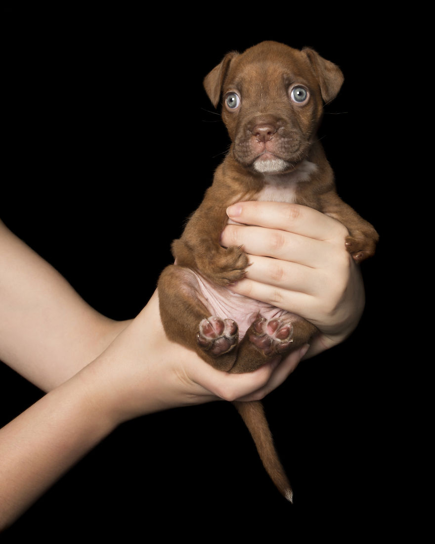 Disabled Puppy Abandoned In Dumpster Finally Gets His Wheels