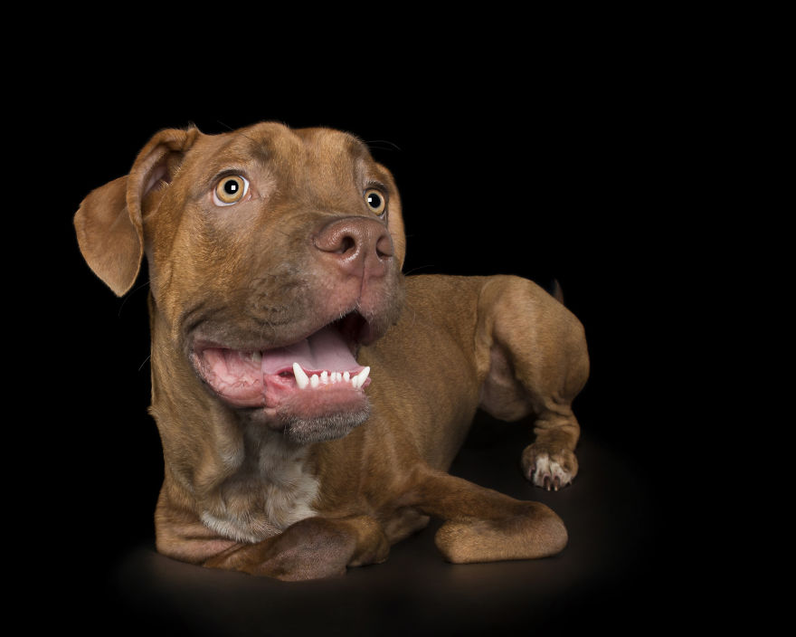 Disabled Puppy Abandoned In Dumpster Finally Gets His Wheels