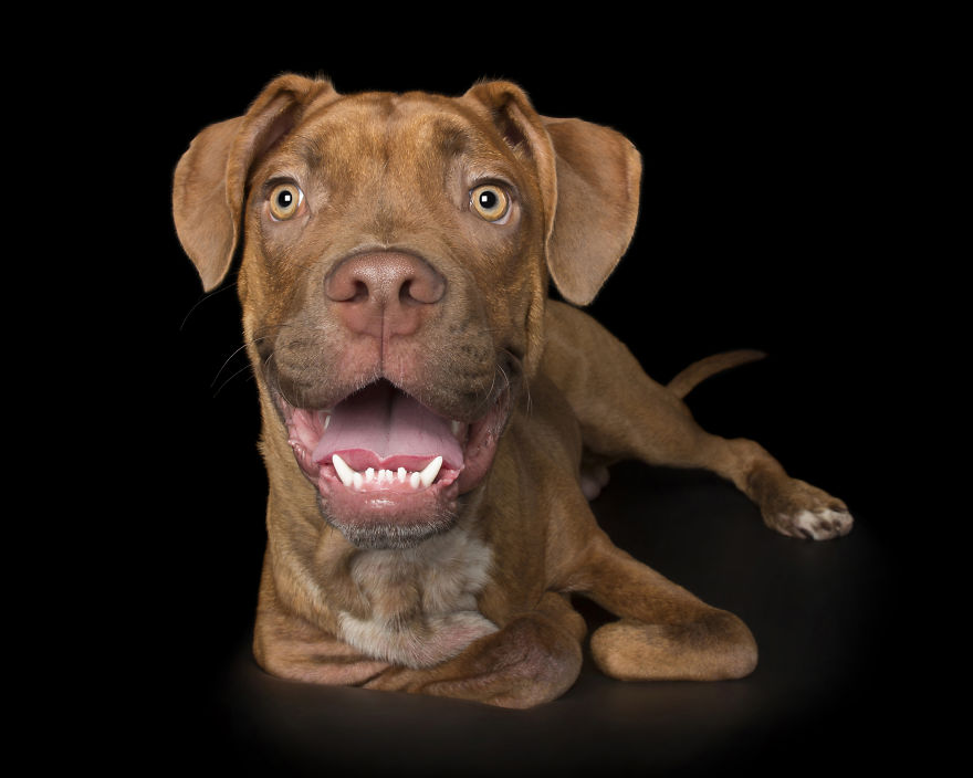 Disabled Puppy Abandoned In Dumpster Finally Gets His Wheels