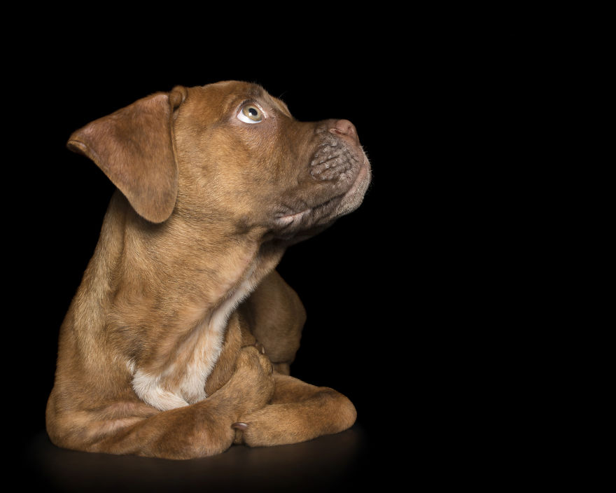 Disabled Puppy Abandoned In Dumpster Finally Gets His Wheels
