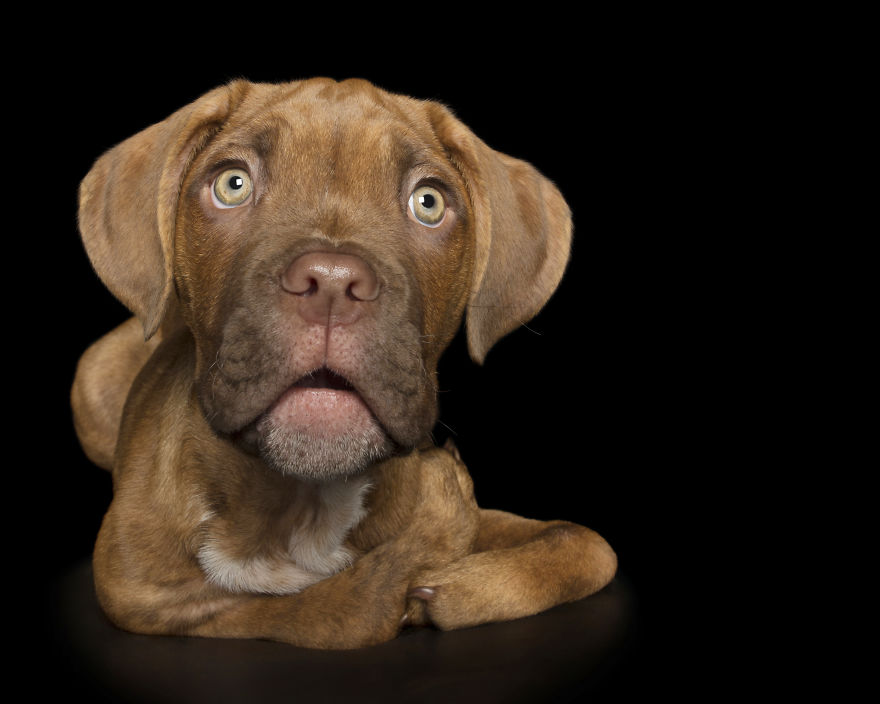 Disabled Puppy Abandoned In Dumpster Finally Gets His Wheels