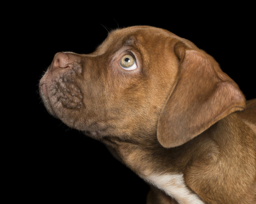 Disabled Puppy Abandoned In Dumpster Finally Gets His Wheels