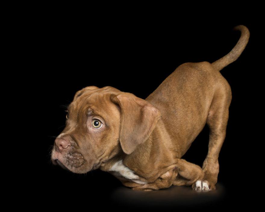 Disabled Puppy Abandoned In Dumpster Finally Gets His Wheels