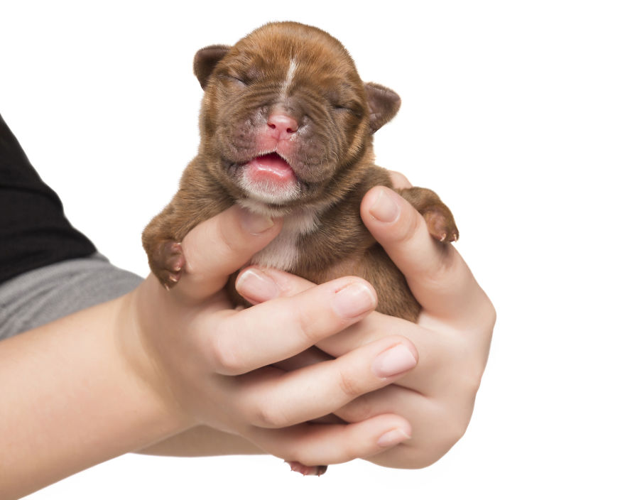 Disabled Puppy Abandoned In Dumpster Finally Gets His Wheels