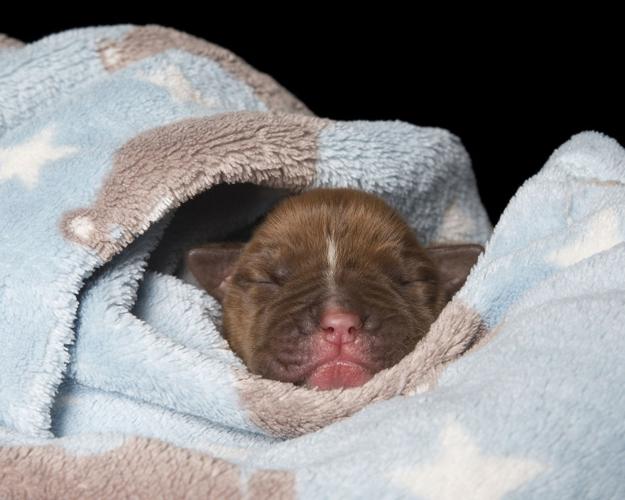 Disabled Puppy Abandoned In Dumpster Finally Gets His Wheels