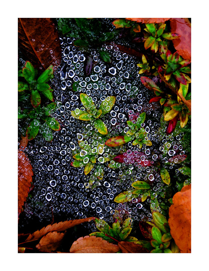 Four Views Of Autumn In Japan