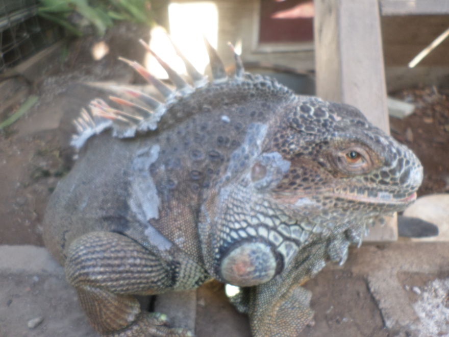 I Rescue Exotic Animal Species