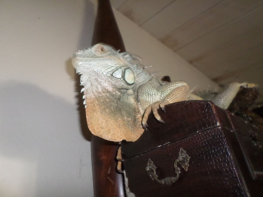 I Rescue Exotic Animal Species I Rescue Exotic Animal Species