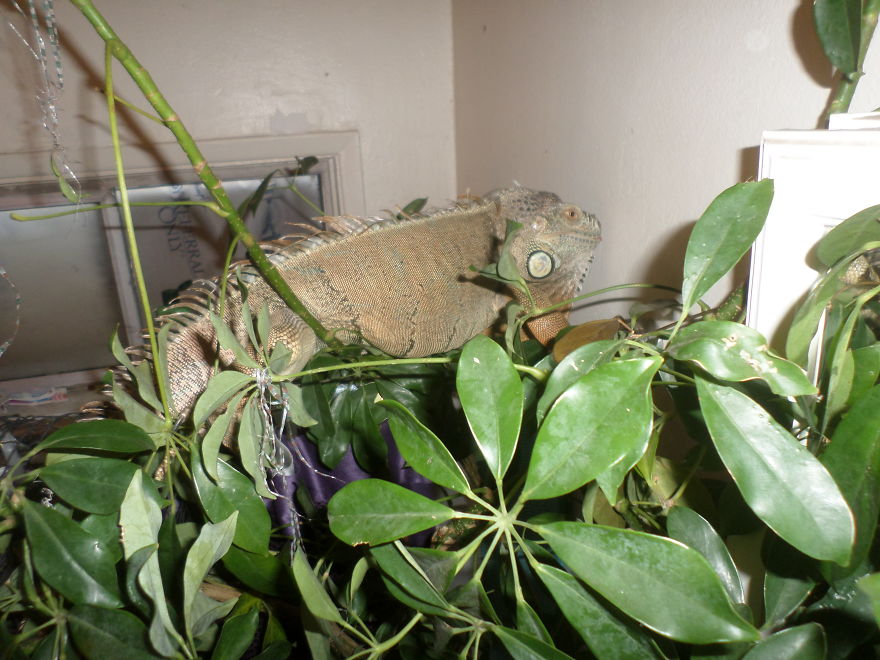 I Rescue Exotic Animal Species I Rescue Exotic Animal Species