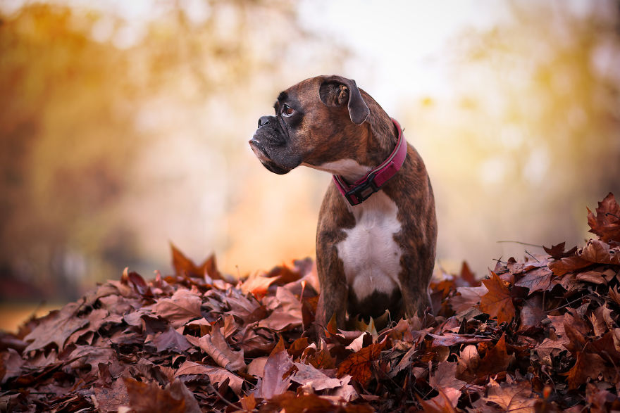 Meet Strawberry, The Boxer Who Is My Best Hiking Buddy Meet Strawberry, The Boxer Who Is My Best Hiking Buddy