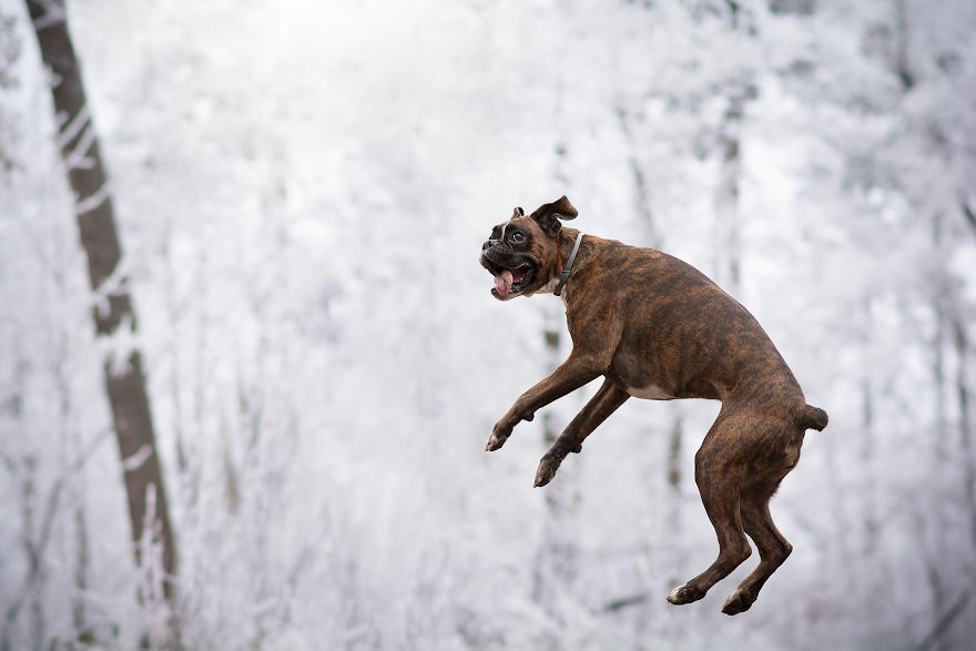Meet Strawberry, The Boxer Who Is My Best Hiking Buddy Meet Strawberry, The Boxer Who Is My Best Hiking Buddy