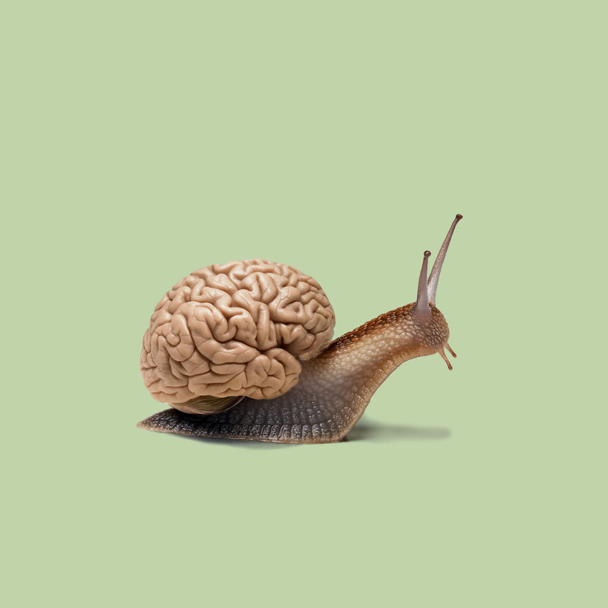 Snail + Brain