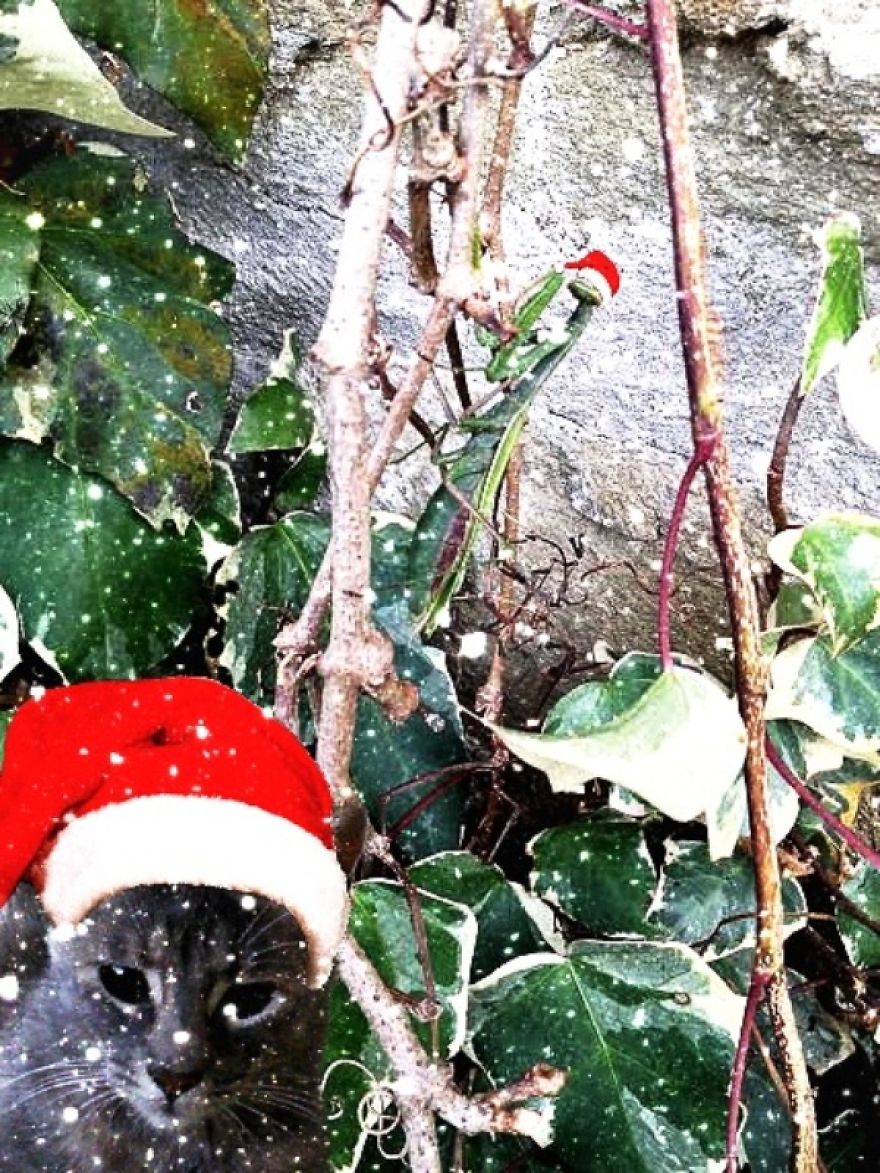 Stevie Mouse And The Fight For Early Christmas Decorations Stevie Mouse And The Fight For Early Christmas Decorations