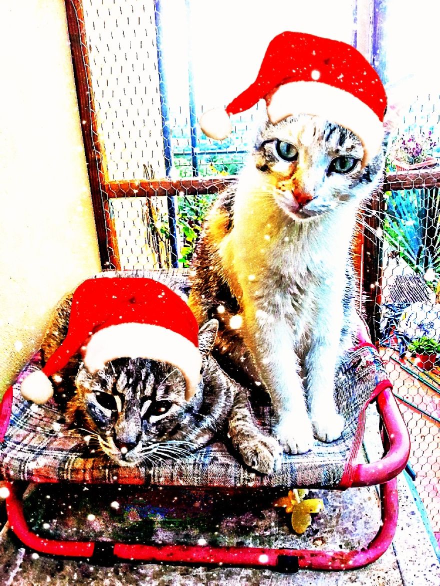 Stevie Mouse And The Fight For Early Christmas Decorations Stevie Mouse And The Fight For Early Christmas Decorations