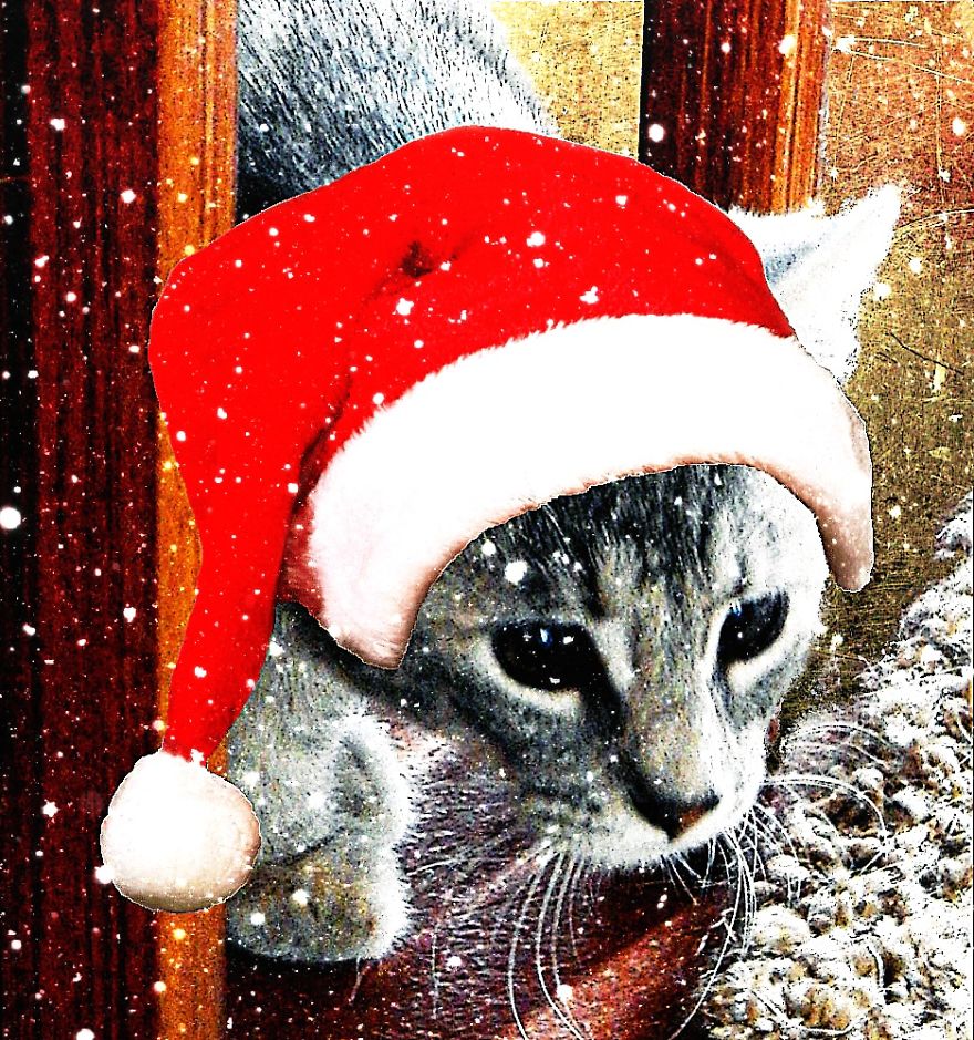 Stevie Mouse And The Fight For Early Christmas Decorations Stevie Mouse And The Fight For Early Christmas Decorations