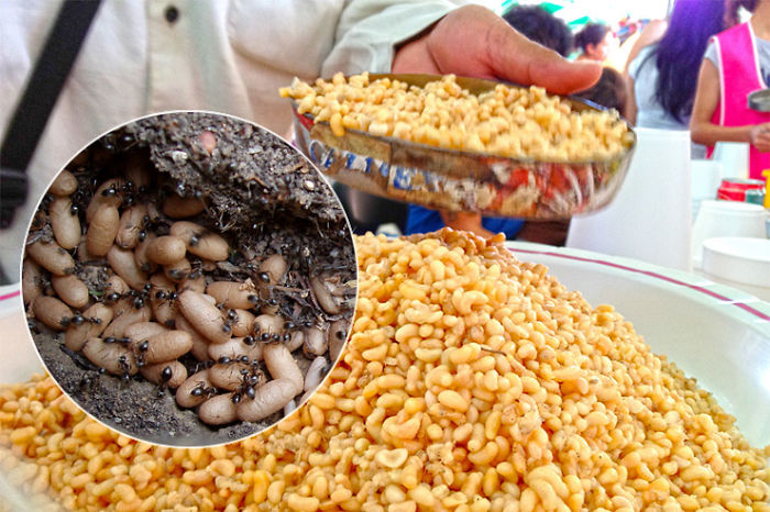 Strange, Bizarre And Some Downright Disgusting "Delicacies" People Chow Down On.
