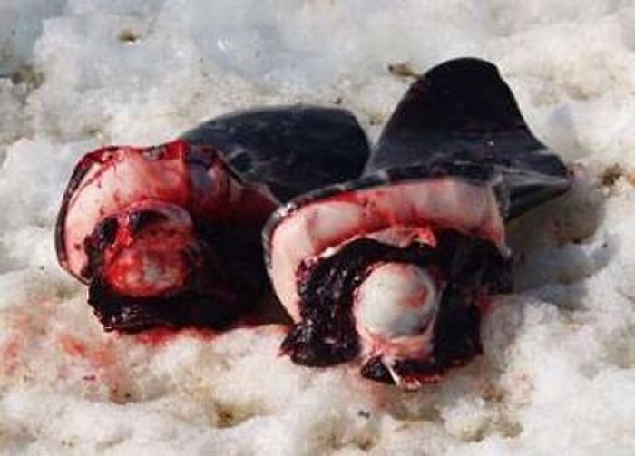 Strange, Bizarre And Some Downright Disgusting "Delicacies" People Chow Down On.