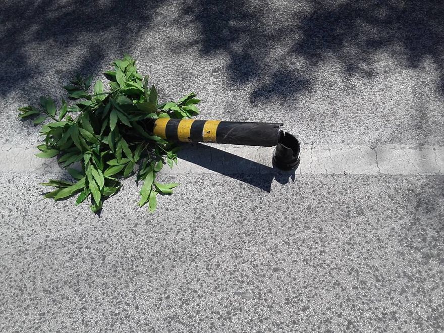 Street Artist Brings Nature Back To Cities