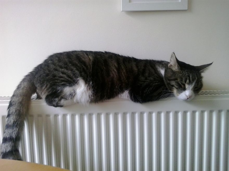 The Story Of My Cat's Death. The Story Of My Cat's Death.