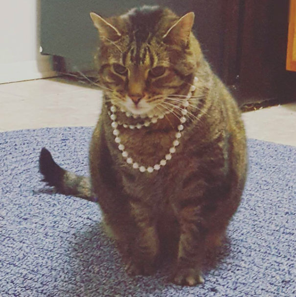 This Fat Nihilist Cat Wants You To Rethink Your Life