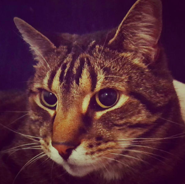 This Fat Nihilist Cat Wants You To Rethink Your Life