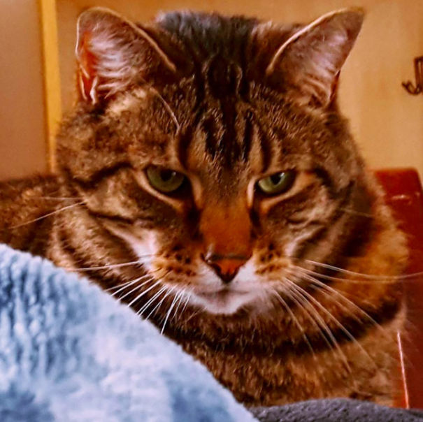 This Fat Nihilist Cat Wants You To Rethink Your Life