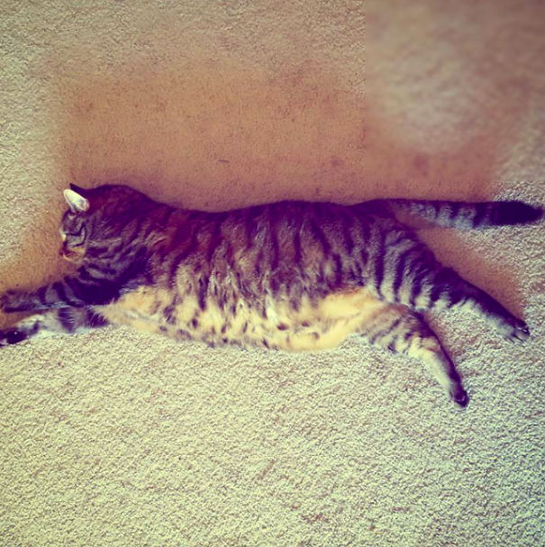 This Fat Nihilist Cat Wants You To Rethink Your Life