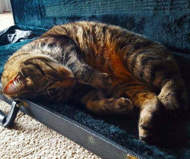 This Fat Nihilist Cat Wants You To Rethink Your Life