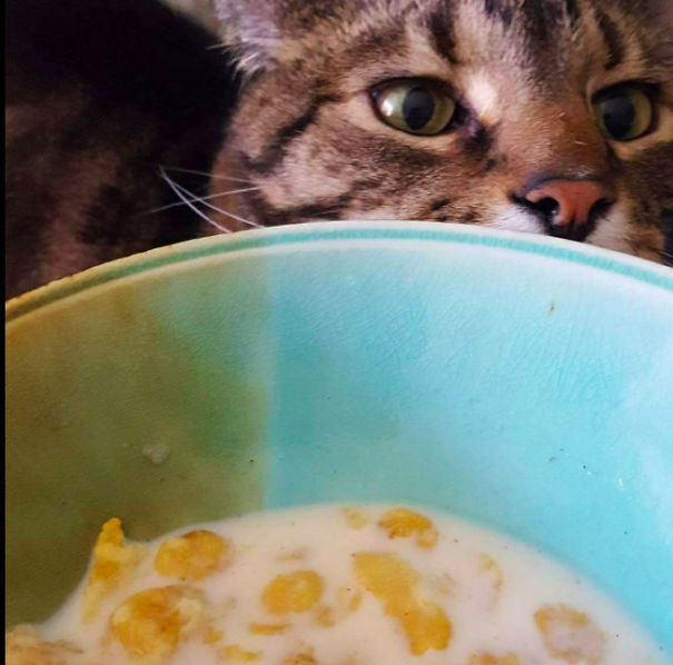 This Fat Nihilist Cat Wants You To Rethink Your Life