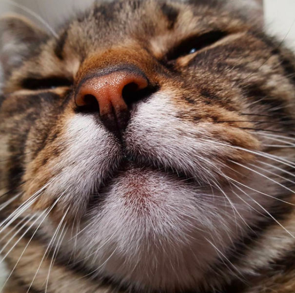 This Fat Nihilist Cat Wants You To Rethink Your Life