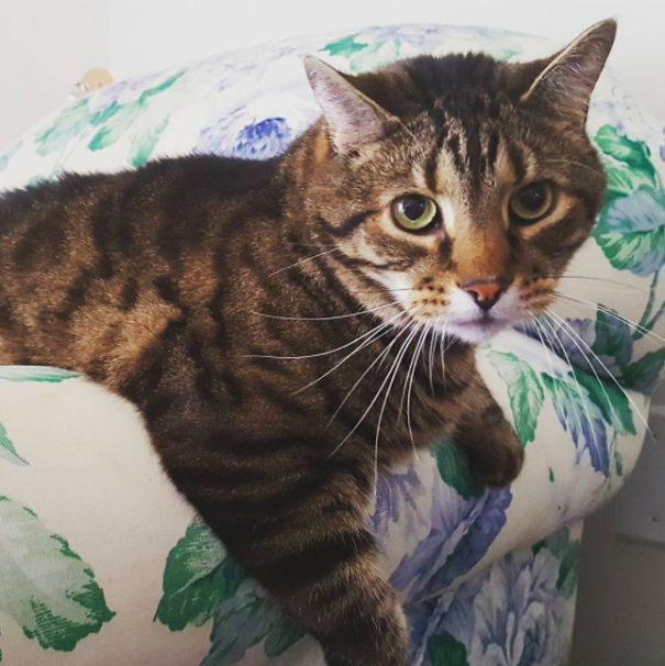 This Fat Nihilist Cat Wants You To Rethink Your Life