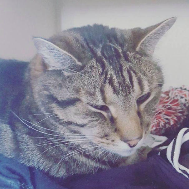 This Fat Nihilist Cat Wants You To Rethink Your Life