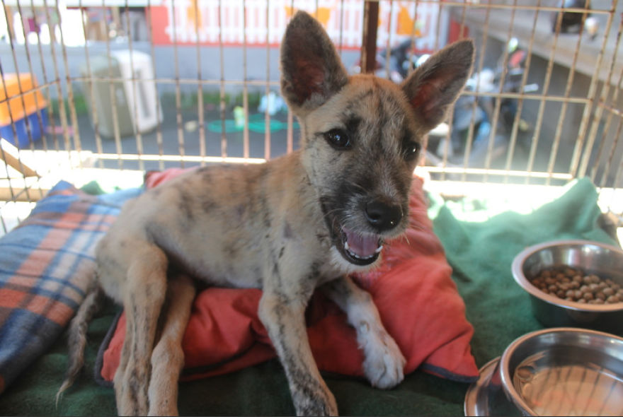 Tiga's Tail: How A Disabled Bali Dog Never Gave Up Tiga's Tail: How A Disabled Bali Dog Never Gave Up