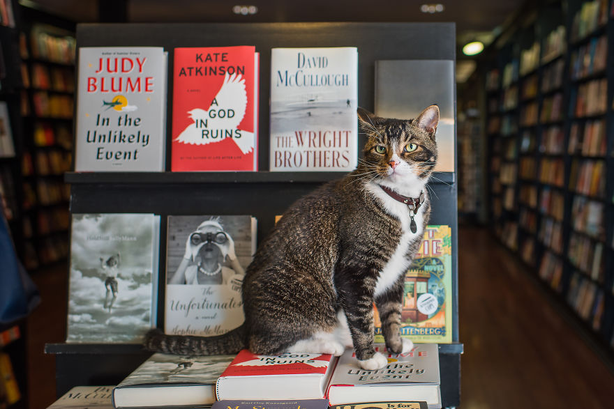 I Spent Last Summer Photographing Cats In Shops All Over NYC