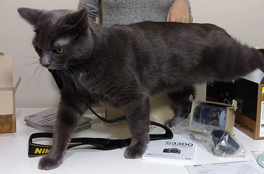 Unboxing… Not So Easy With Cats Unboxing… Not So Easy With Cats