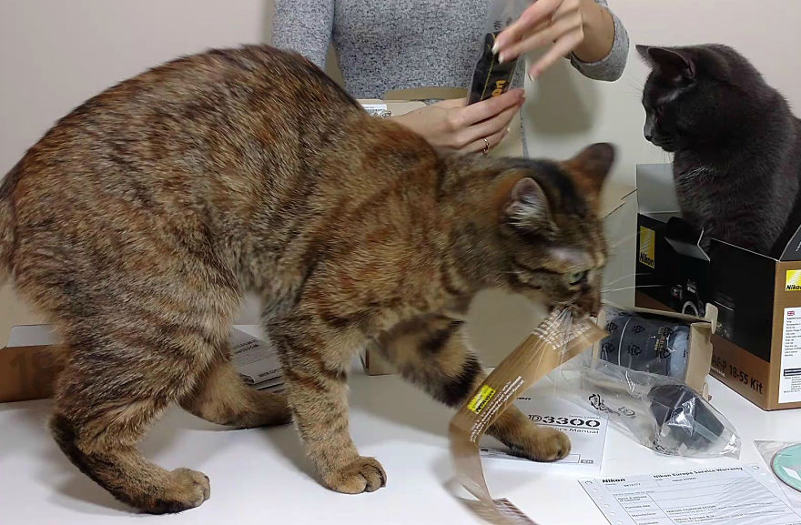 Unboxing… Not So Easy With Cats Unboxing… Not So Easy With Cats