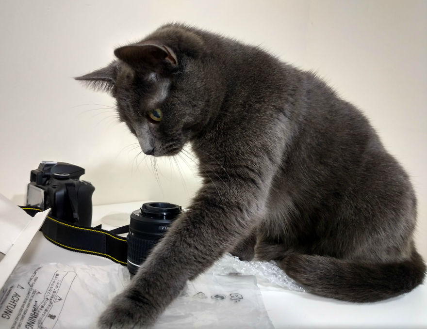 Unboxing… Not So Easy With Cats Unboxing… Not So Easy With Cats