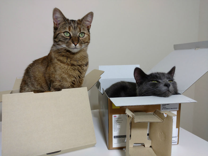 Unboxing&hellip; Not So Easy With Cats