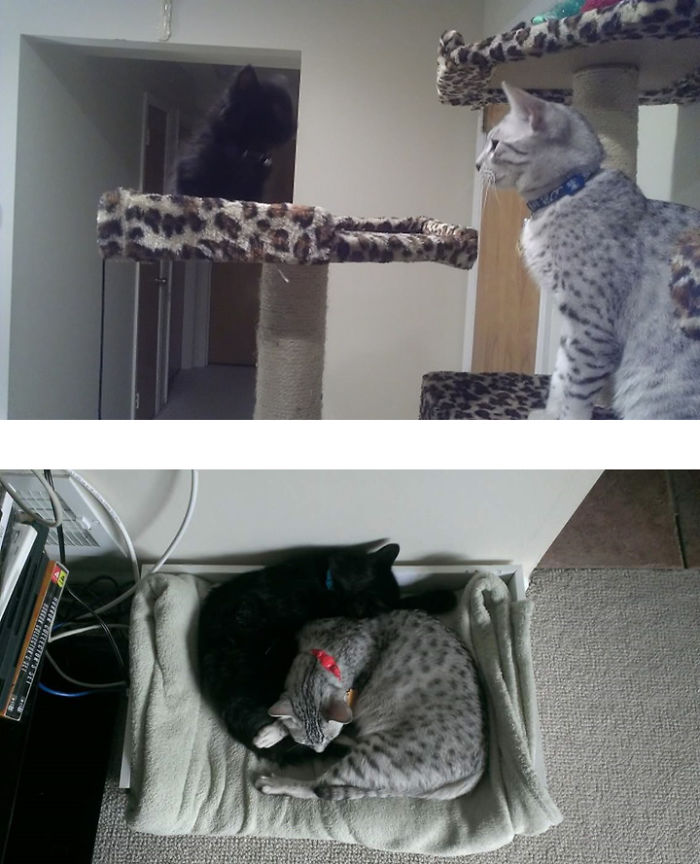 Harley And Chopper (black One) Day And 9 Months Later Before Chopper Passed Over The Rainbow Bridge