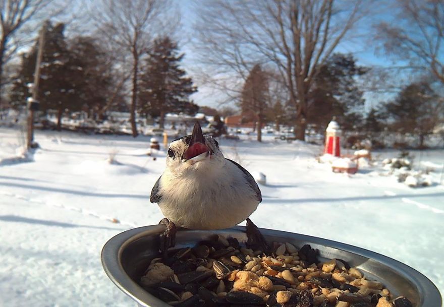 Bird Feeder Photography