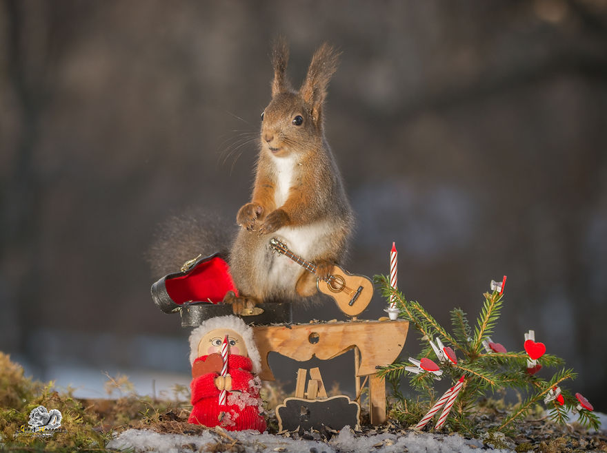 Squirrels In A Christmas Mood