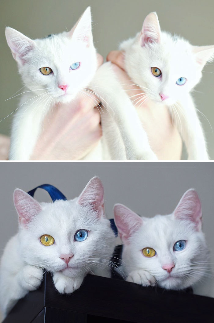 The Most Beautiful Twin Cats growing up / 