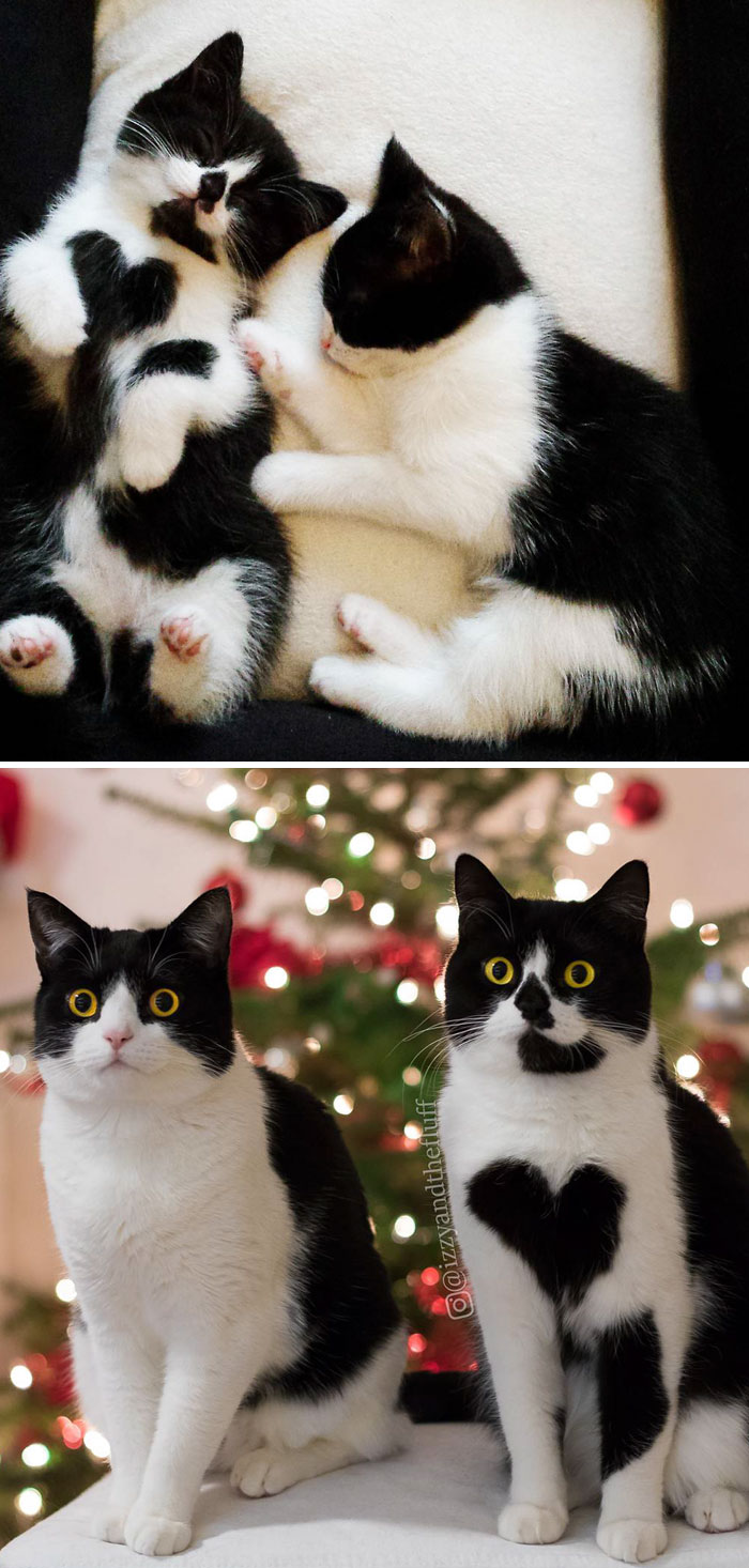 British Shorthair Sisters Then And Now