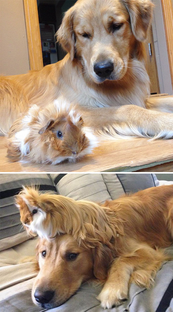 When Milo First Met Little Baby Stuart And Now