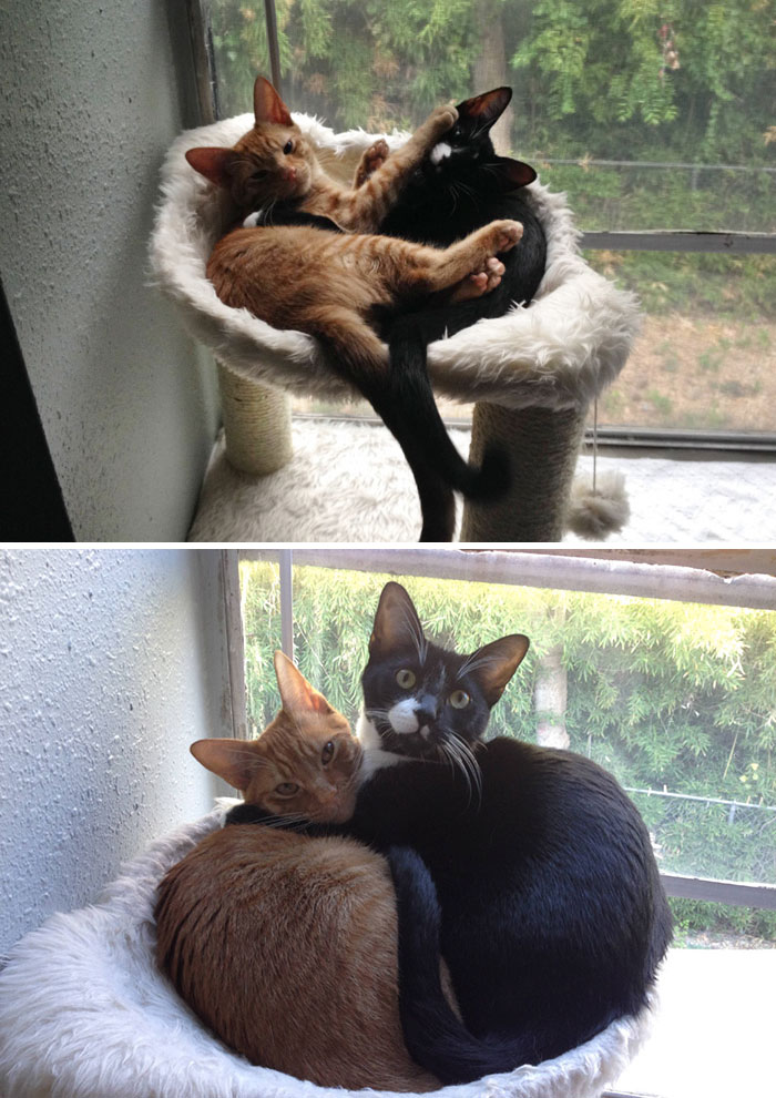 Adopted Cat Brothers Continue Sleeping Together Even After They Outgrow Their Bed