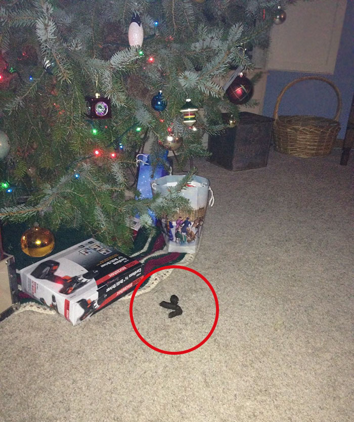 Even My Dog Got Me Something For Christmas!