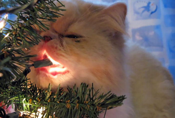 This Cat Is Lit Up With Christmas Spirit