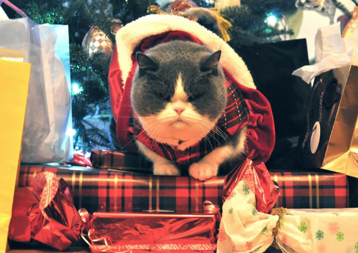 Gracie Just Loves Christmas